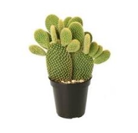 Bunny Ear Cactus (Opuntia Microdasys)